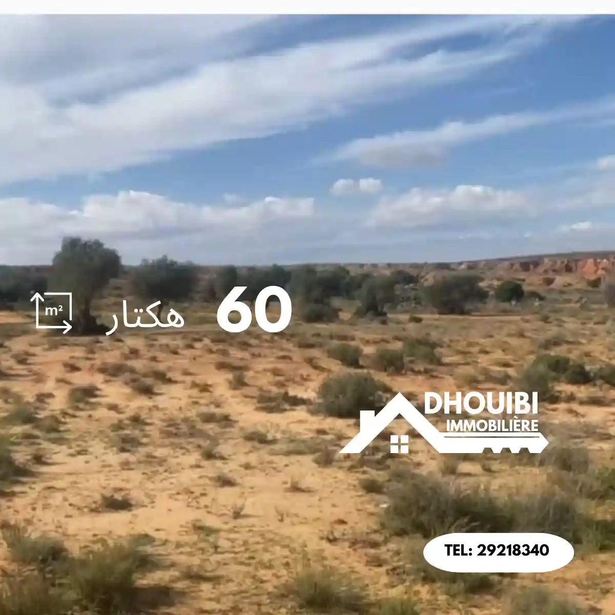 60 Hectar à vendre à Kairouan – 60 هكتار للبيع